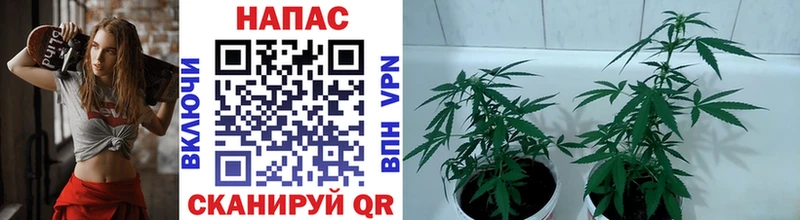 Бошки марихуана SATIVA & INDICA  Купить  Пионерский 